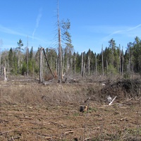 д.Косово, весна 2011 года. Последствия урагана 2010 года и расчистки леса.