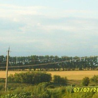 Пшеничное поле над прудом в д.Чермошное