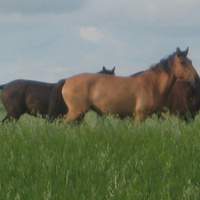 лошади на полях