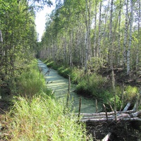 д.Ачкасово, лето 2011 года, одна из канав вдоль Мохова болота.
