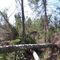 д.Ачкасово, лето 2011 года, завалы с запада Мохова болота после вырубки приболотного леса.