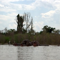 Arba Minch Abaya Lake Hippos