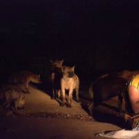 Harar Hyenas and Feeder
