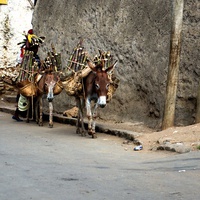 Harar streets