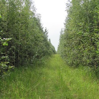 д.Красниково, лето 2011 года, старая лесовозная дорога рядом с деревней.