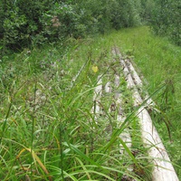 д.Красниково, лето 2011 года, видимо, такова стоимость леса в стране.