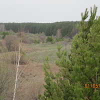 Лес на Поповой Мельнице