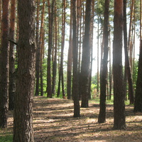 Лес в селе Дейкаловка