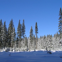 зимний  лес