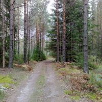 Лесная дорога в сторону пионерского лагеря д.Уткино