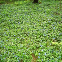 лужок из синих цветочков возле лесничества
