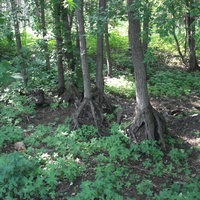 Малаховский лес