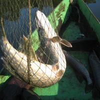 Такая рыбалка в Абакумах