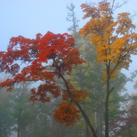Амурск. Разноцветная осень
