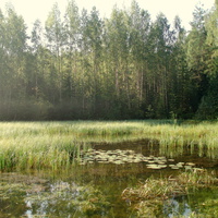Заросший лесной пруд