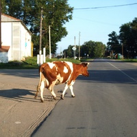 Корова идёт домой