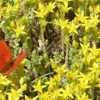 Красная бабочка. Большой Вьяс.