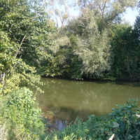 Река Самара летом(затон)