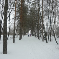 Аллея Мамалаевского парка зимой