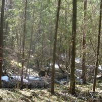 Оковский лес