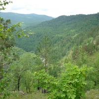 Горная тайга в долине реки Будюмкан. [лето]