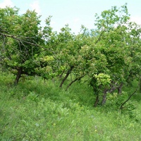Участок дубовой рощи из Quercus mongolica Fisch. ex Ledeb. [лето]
