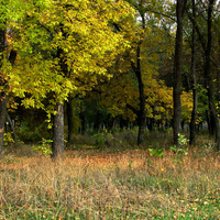 Парк Чапаева. Осень