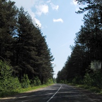 Такие леса посажены в 1958-1962 г.г. мальчишками и девчёнками по 8-10 тыс. саженцев.