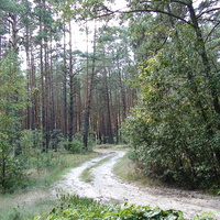 Лес село Закусилы