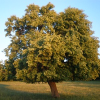 Blossoming lime-tree near Karlarovo