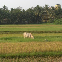 Colva, Betalbatim , Goa, India Рис и корова