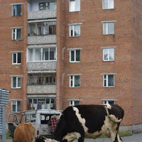 Около одинокой пятиэтажки пасутся коровы.