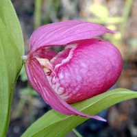 Орхидея. Венерин башмачок, крупноцветковый