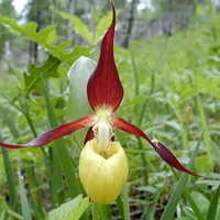 Орхидея. Венерин башмачок, известняковый