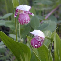 Орхидея. Венерин башмачок, пятнистый(капельный)