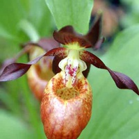 Орхидея. Венерин башмачок, шансийский