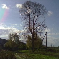 липа в деревне Новосёлки