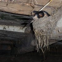 гнездо ласточки в сарае