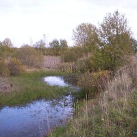 Заросший пруд около Еськовки