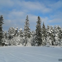 Дятьковский зимний лес