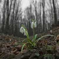 Весна в лісі