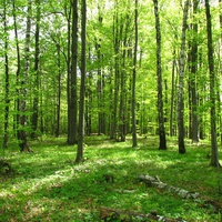 Турятский лес.