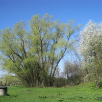 Весна в Высочиновке