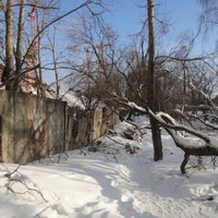 Поваленные деревья у пруда