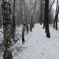 Лесная полоса