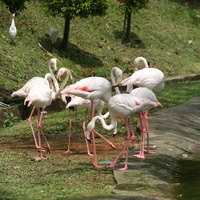 Куала-Лумпур. Парк птиц.