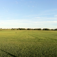 поле возле деревни Алакюля (2)