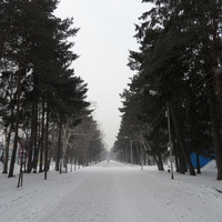 Центральная аллея парка культуры и отдыха имени Гагарина.
