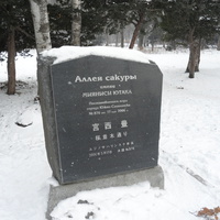 Аллея сакуры, заложенная почетным гражданином Южно-Сахалинска Ютакой Мияниси.