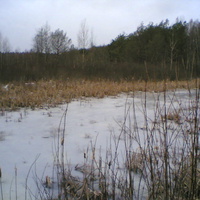 Курдюковское болото зимой